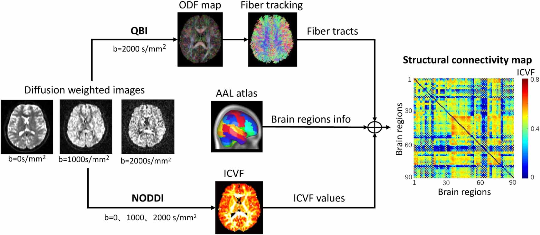 White matter structural connectivity as a biomarker for detecting ...