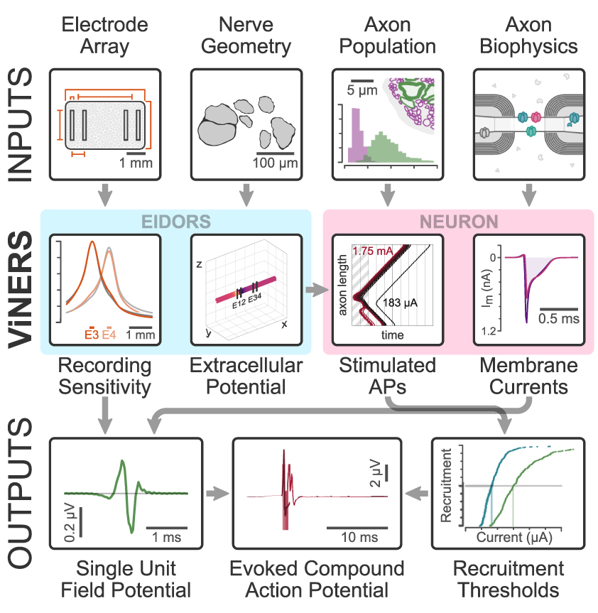 Computational modelling of nerve stimulation and recording with ...