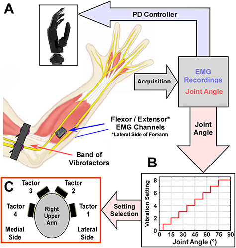 Closed-loop control of a prosthetic finger via evoked proprioceptive ...