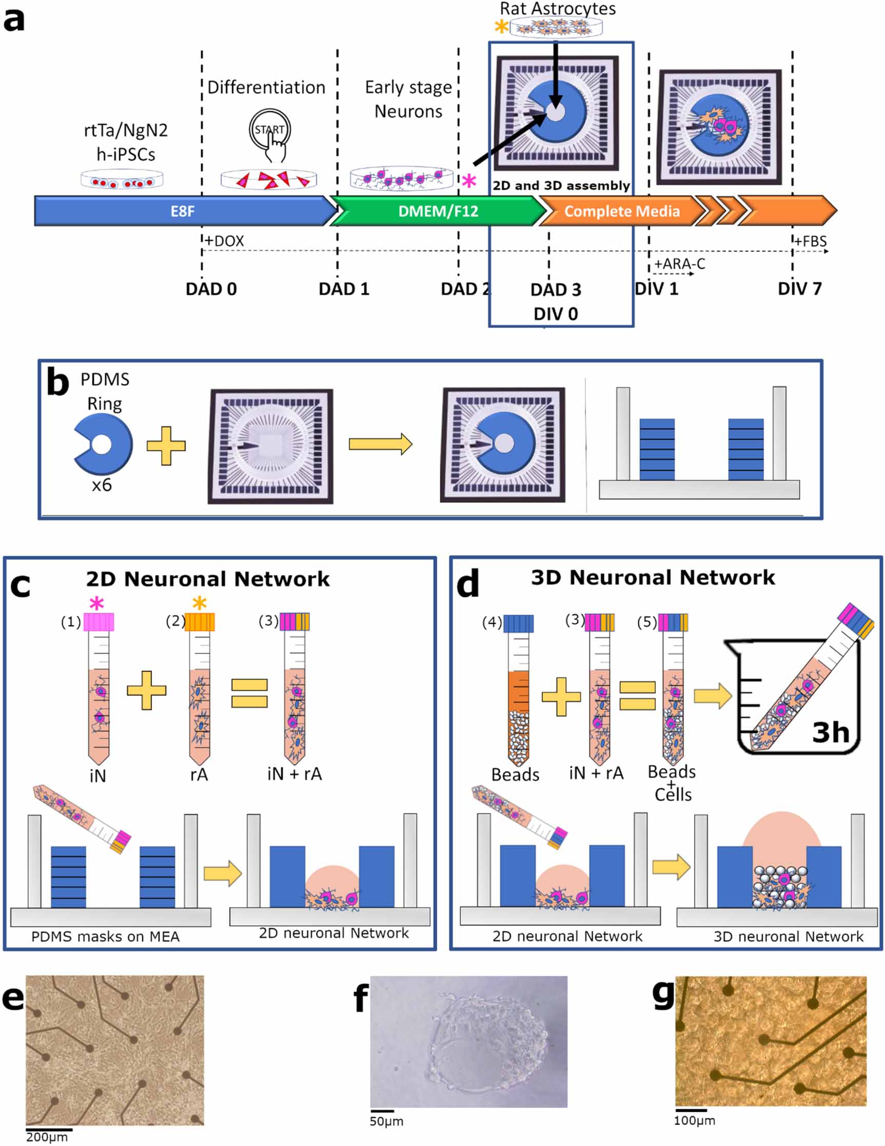 Rapid generation of functional engineered 3D human neuronal assemblies ...
