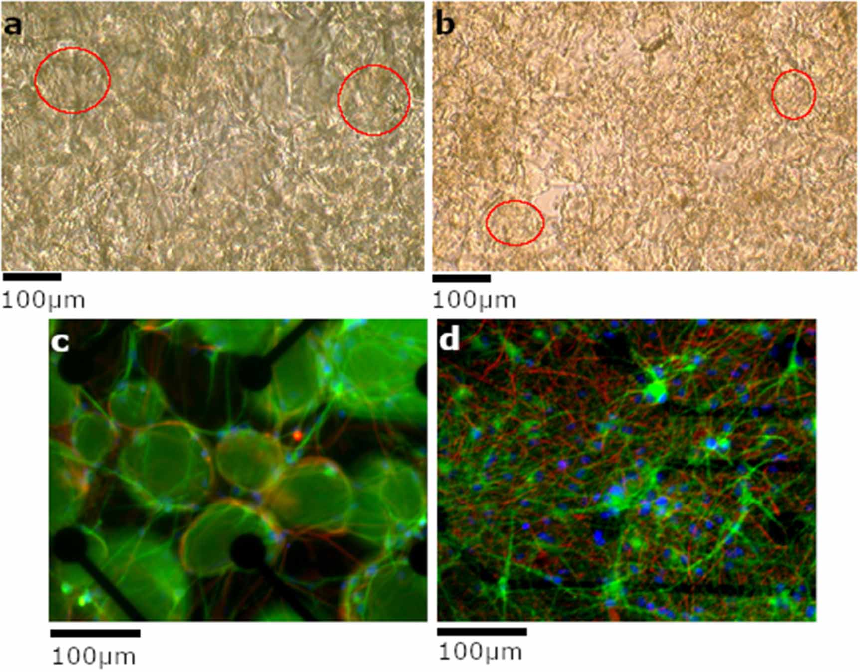 Rapid generation of functional engineered 3D human neuronal assemblies ...