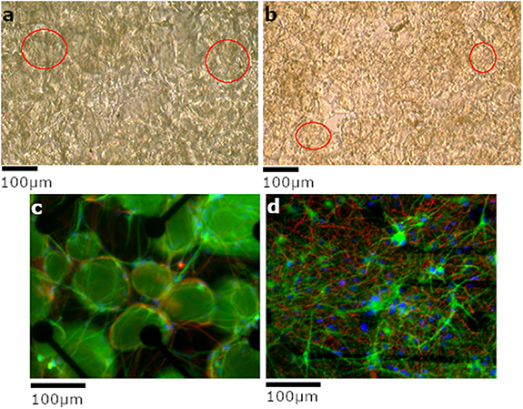 Rapid generation of functional engineered 3D human neuronal assemblies ...