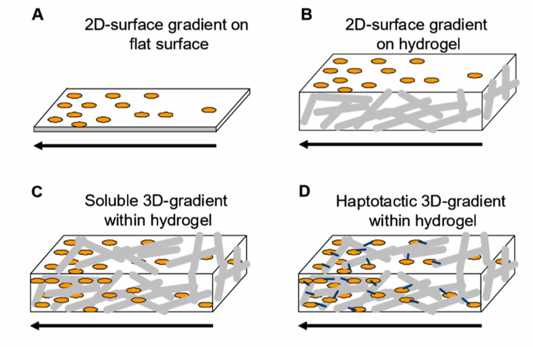 Gradient biomimetic platforms for neurogenesis studies - IOPscience