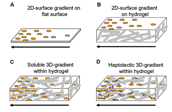 Gradient Denervation Gradient biomimetic platforms for neurogenesis studies - IOPscience