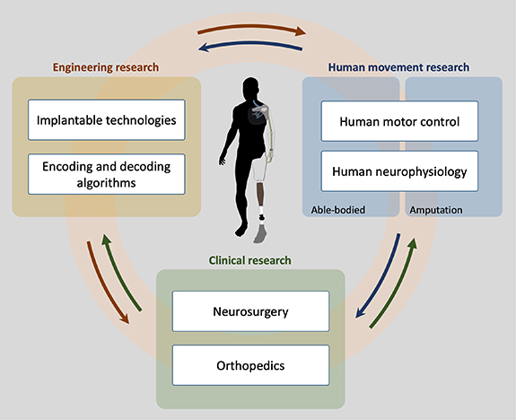 Bidirectional bionic limbs: a perspective bridging technology and ...