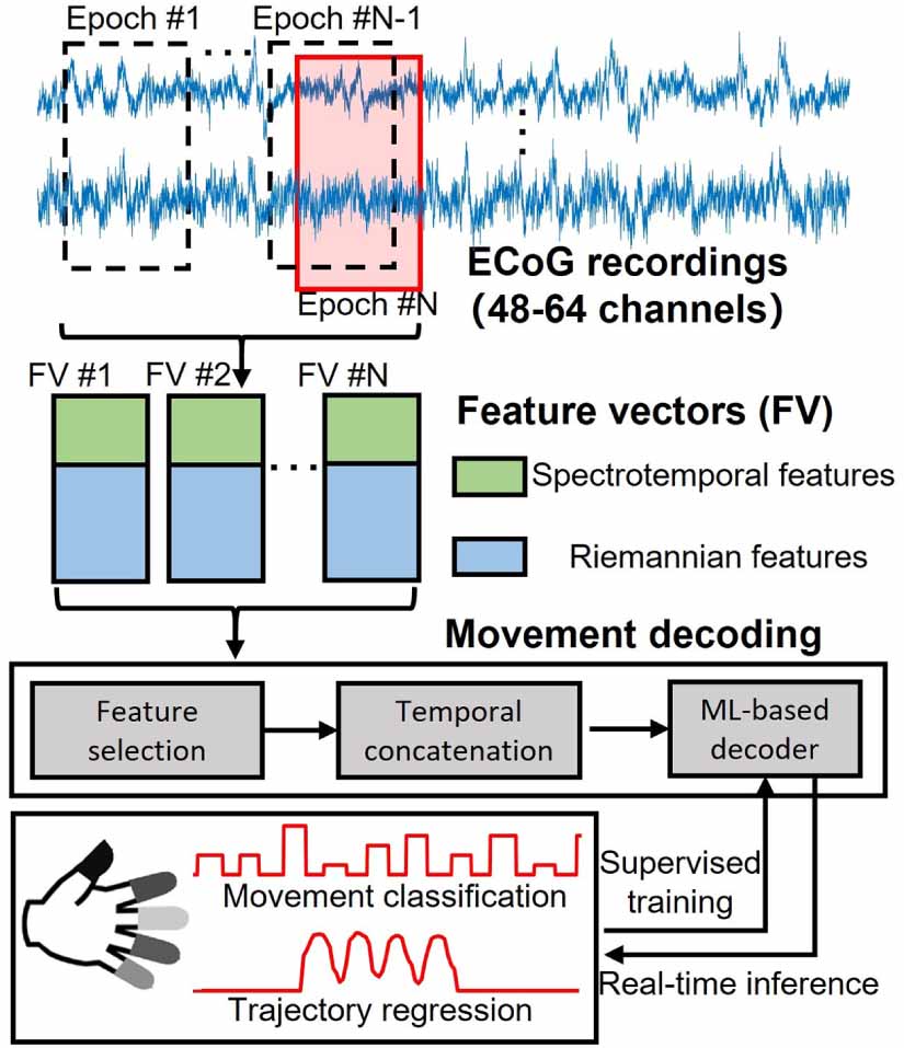 Fast and accurate decoding of finger movements from ECoG through ...
