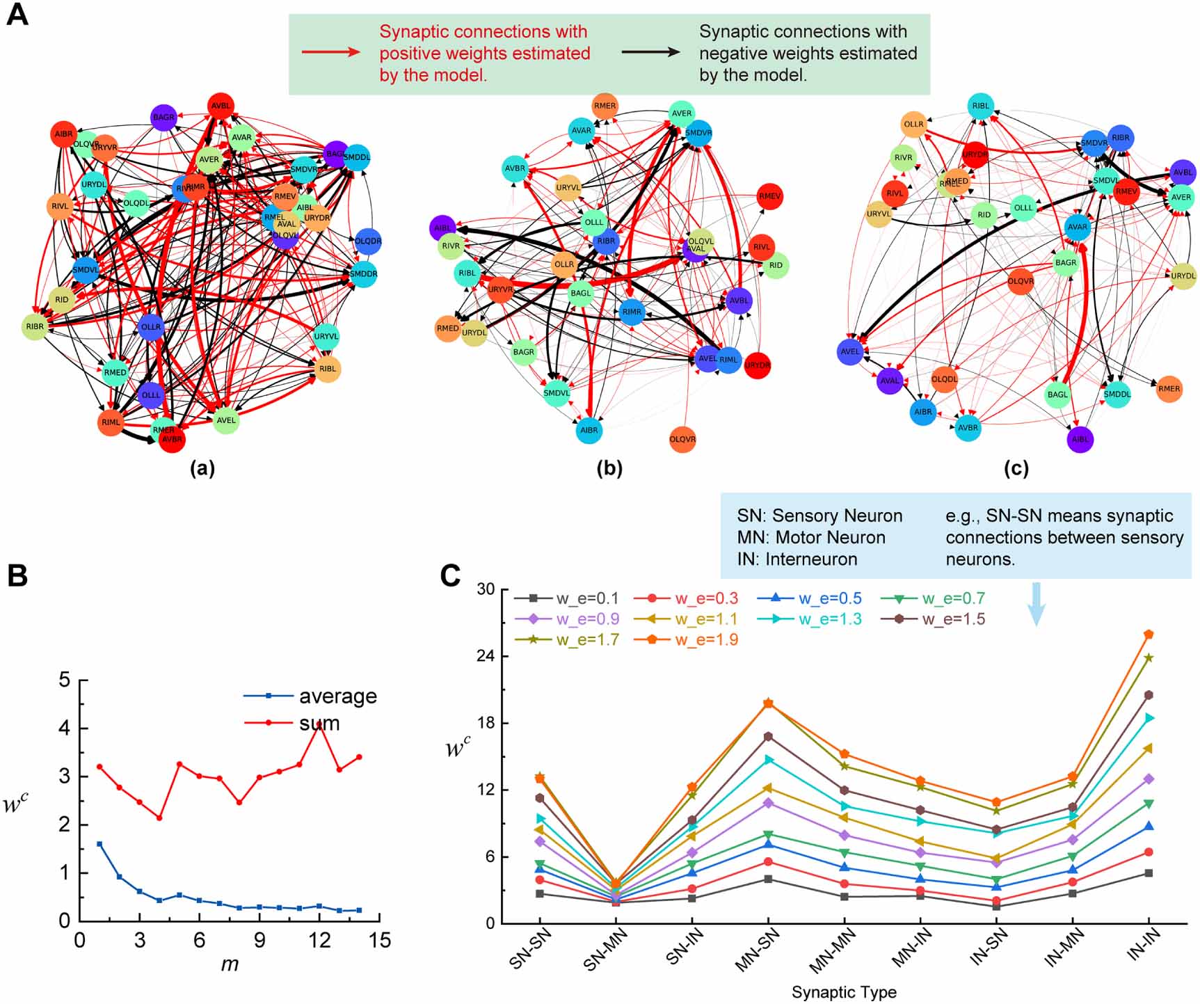 A graph network model for neural connection prediction and connection ...