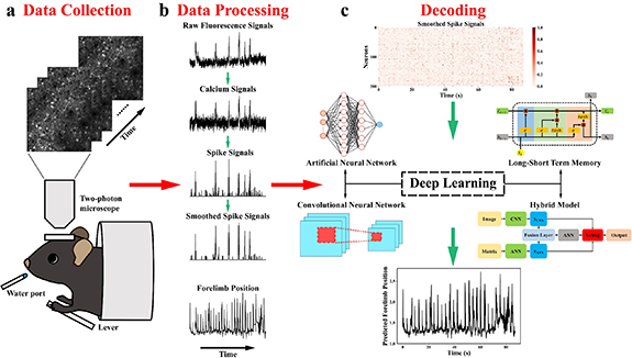 Deep learning for neural decoding in motor cortex - IOPscience