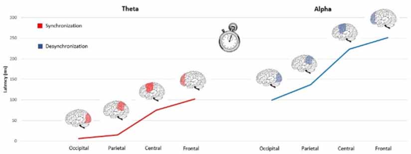 Time-frequency analysis of brain activity in response to directional ...