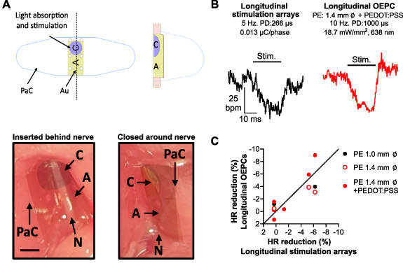 Wireless optoelectronic devices for vagus nerve stimulation in mice ...