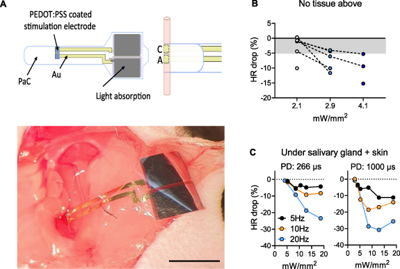 Wireless optoelectronic devices for vagus nerve stimulation in mice ...