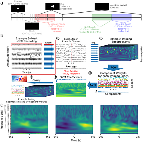 Stereo-EEG recordings extend known distributions of canonical movement ...