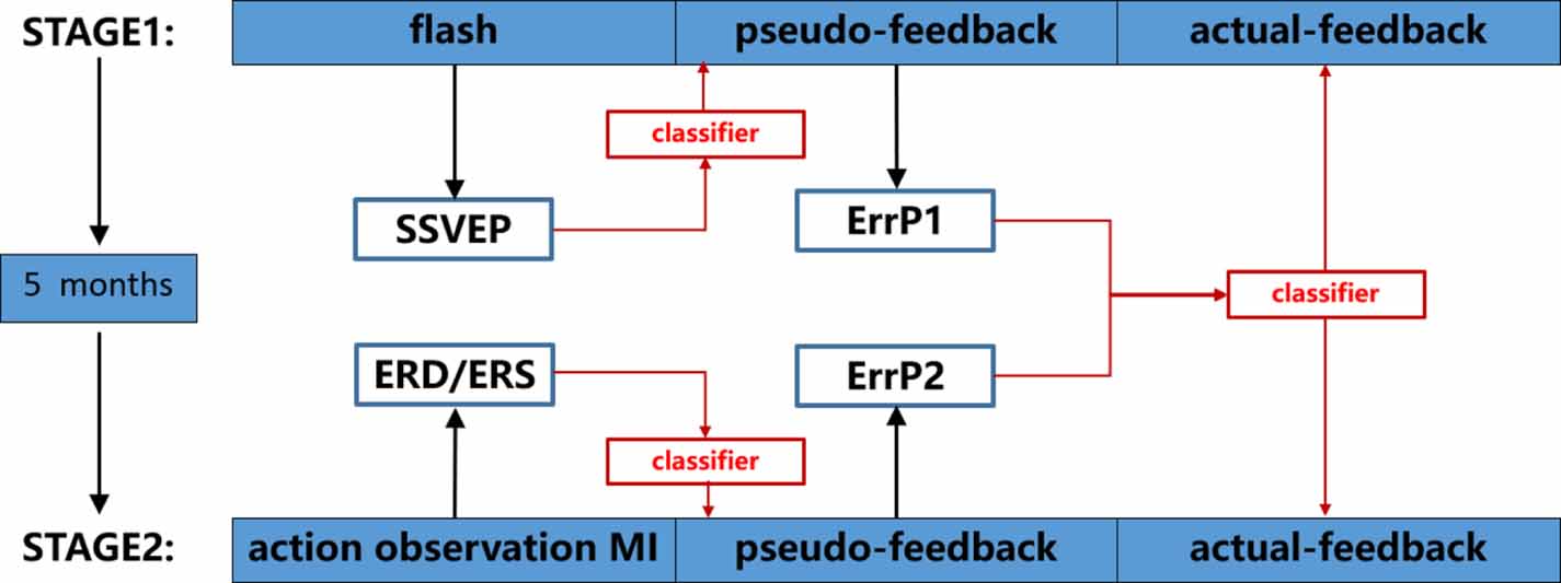 Enhancement of motor imagery training efficiency by an online adaptive ...