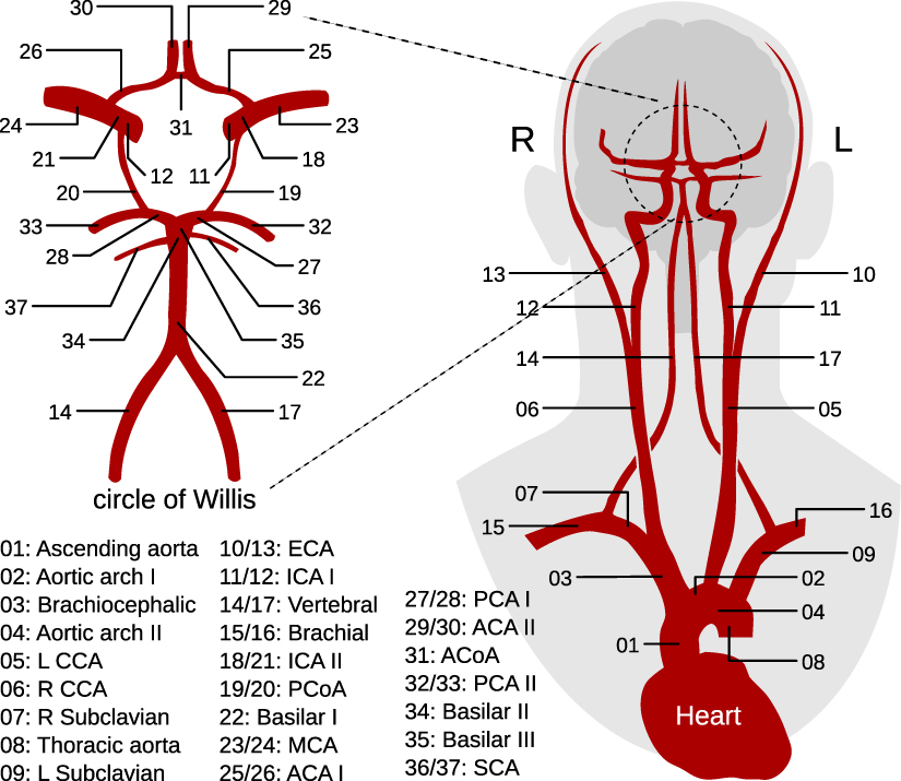 In silico study of the effects of cerebral circulation on source ...