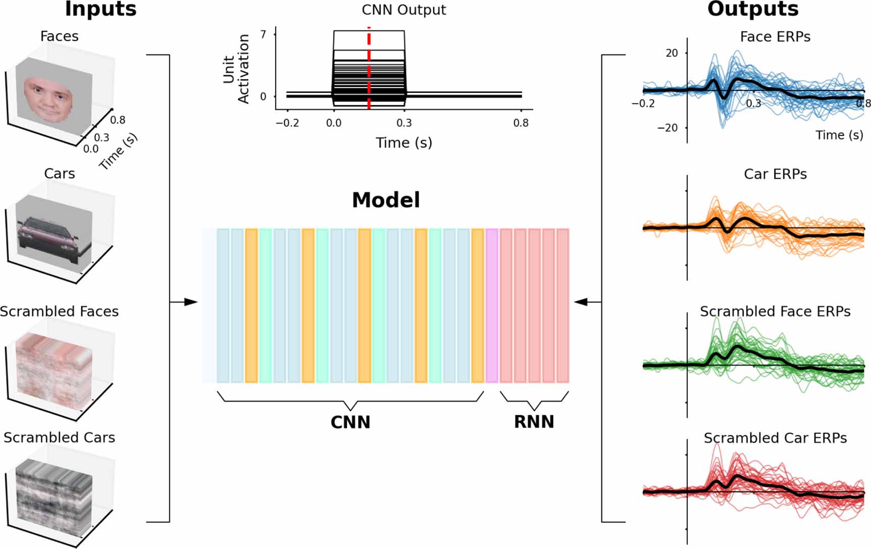 Neural correlates of face perception modeled with a convolutional ...