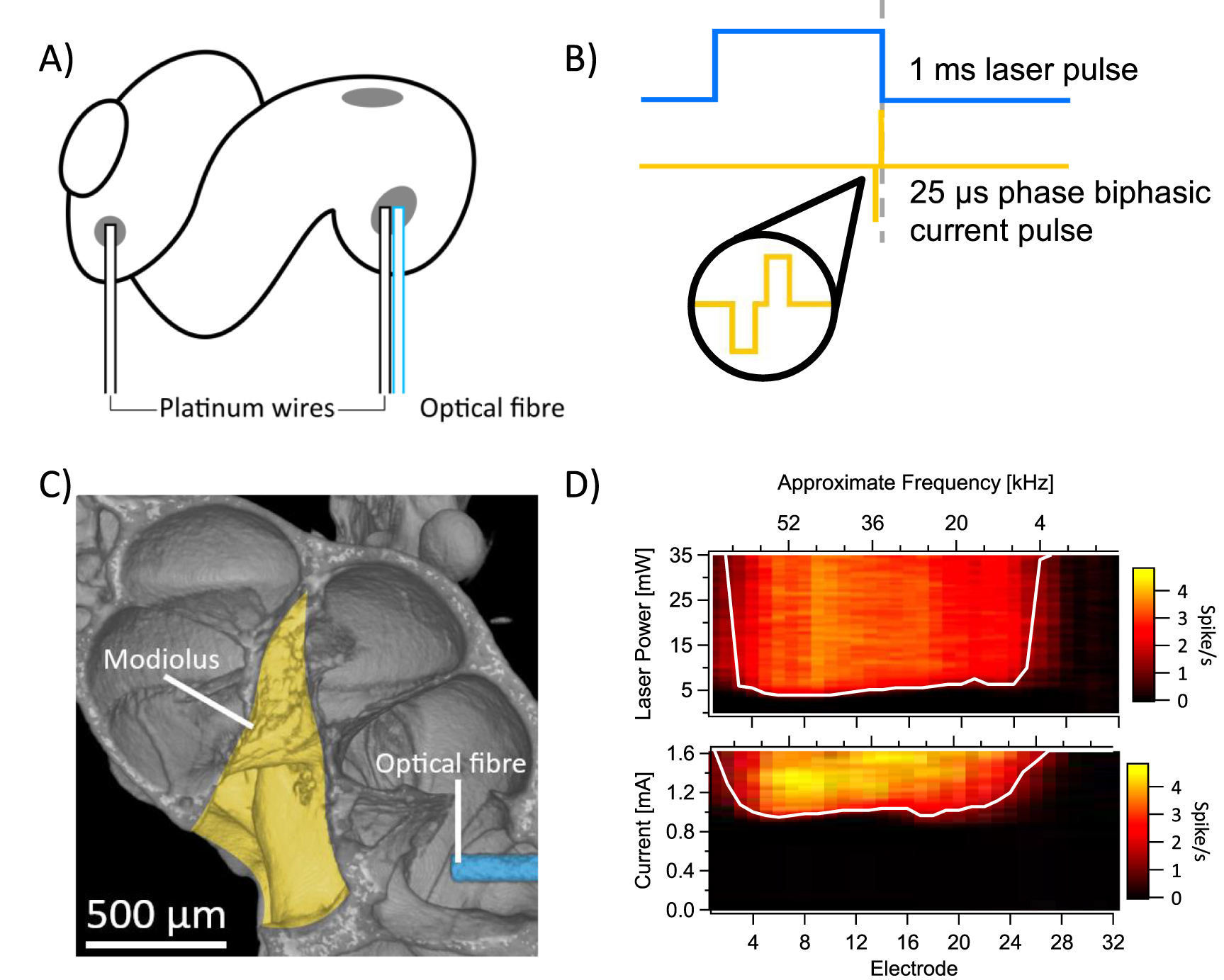Auditory nerve responses to combined and electrical