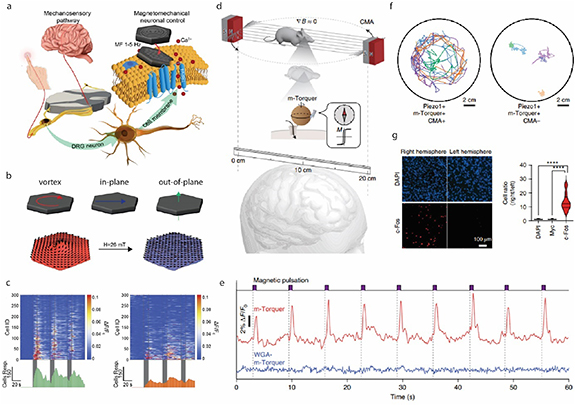 Modulating Neuron Physical mechanisms of emerging neuromodulation modalities - IOPscience