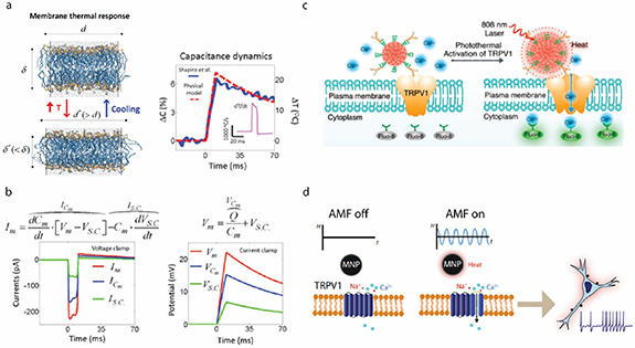 Modulating Neuron Physical mechanisms of emerging neuromodulation modalities - IOPscience