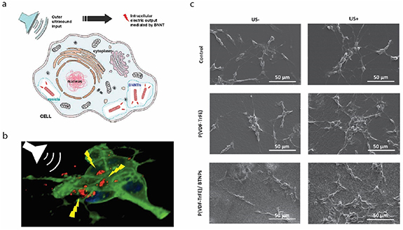 Modulating Neuron Physical mechanisms of emerging neuromodulation modalities - IOPscience
