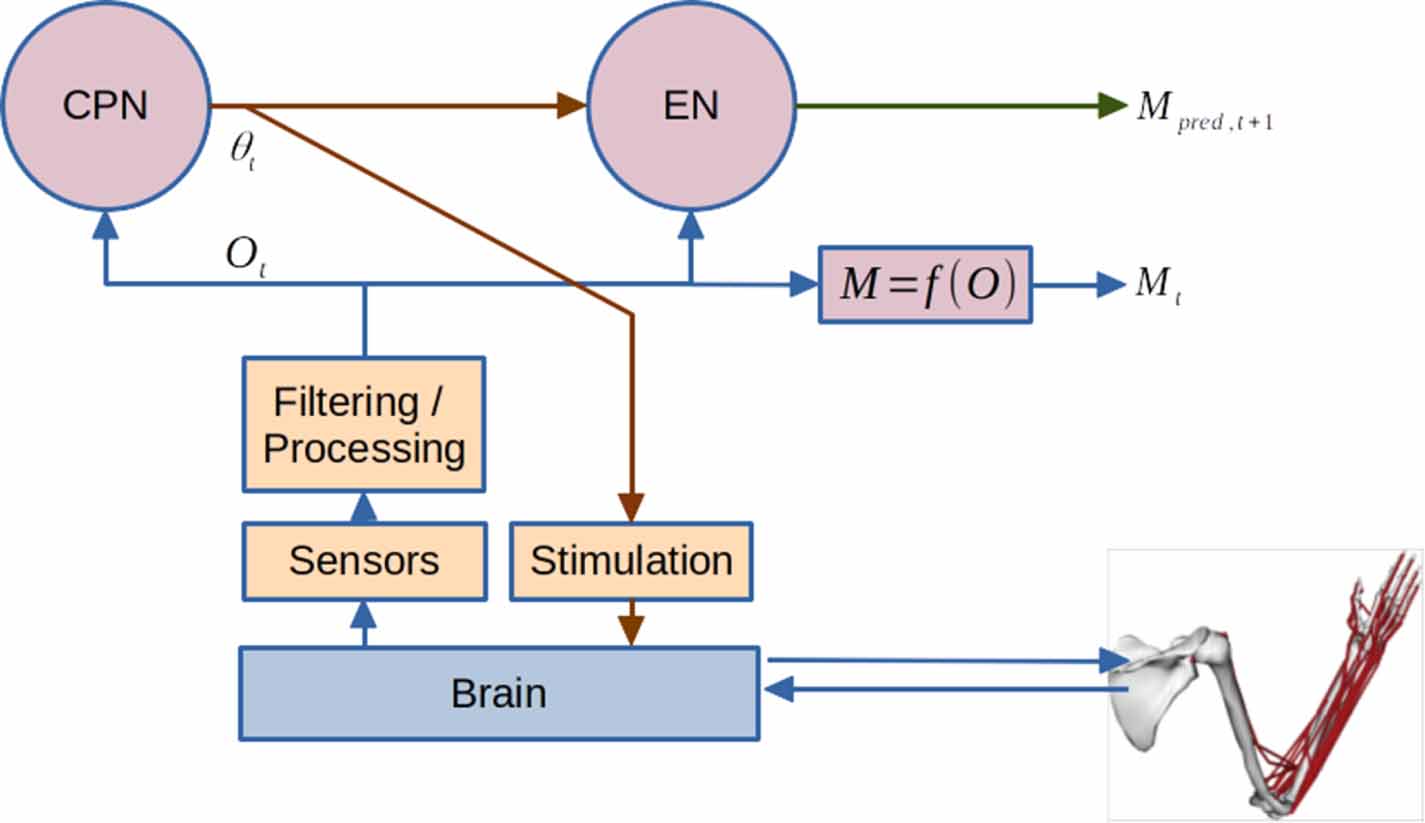 Neural co-processors for restoring brain function: results from a ...