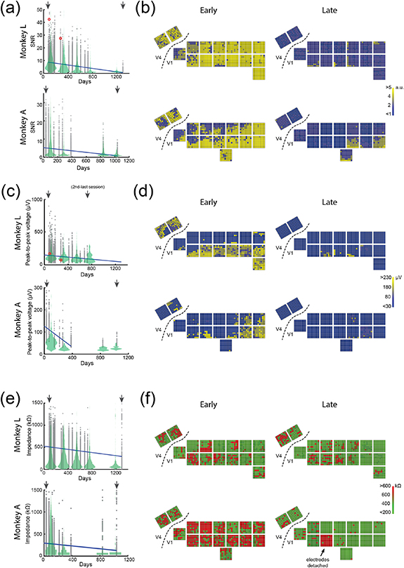 Utah Array Mice Chronic stability of a neuroprosthesis comprising multiple adjacent ...