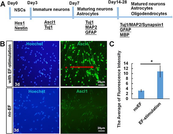 Electrical stimulation induced structural 3D human engineered neural ...