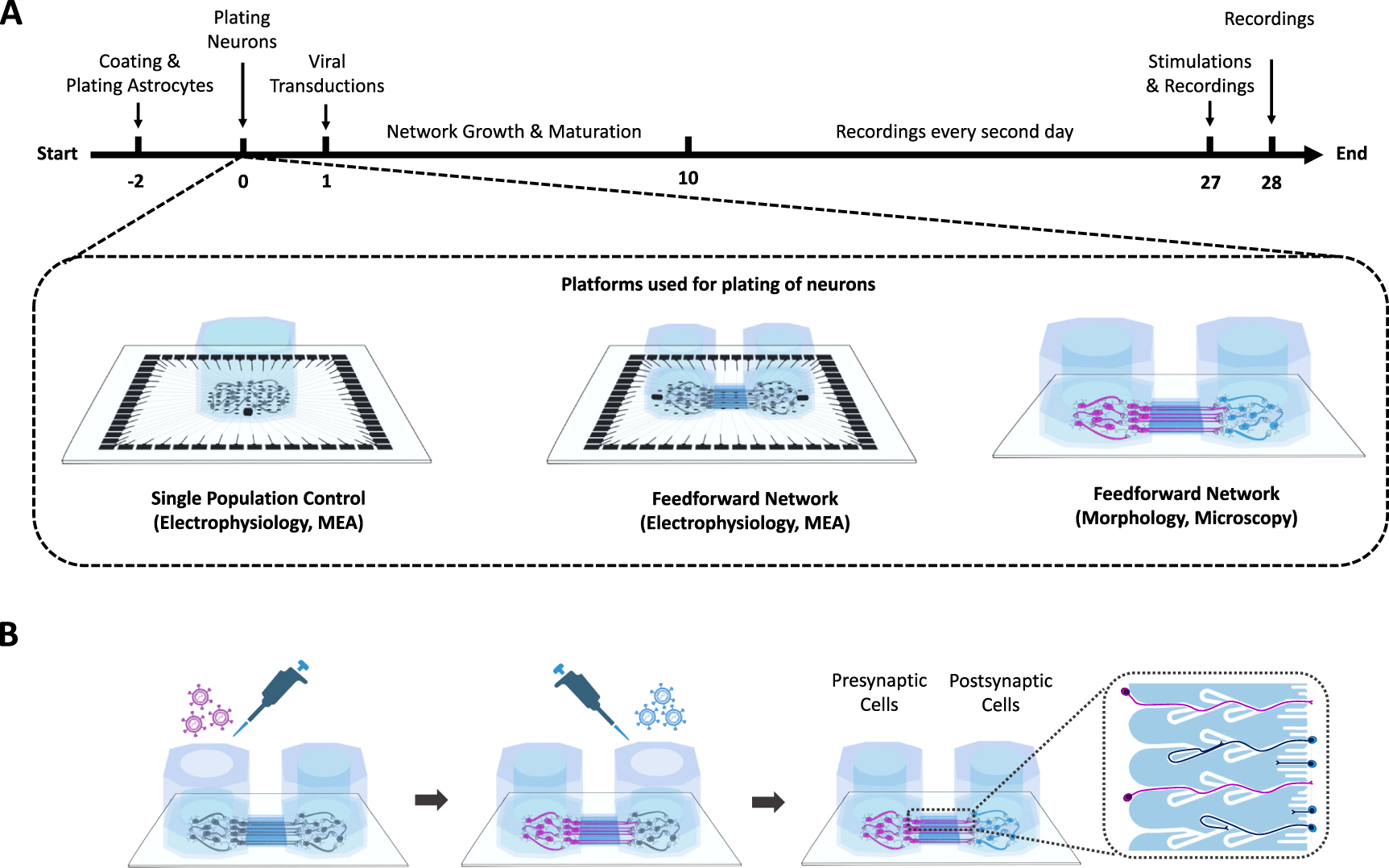 Structure-function dynamics of engineered, modular neuronal networks ...