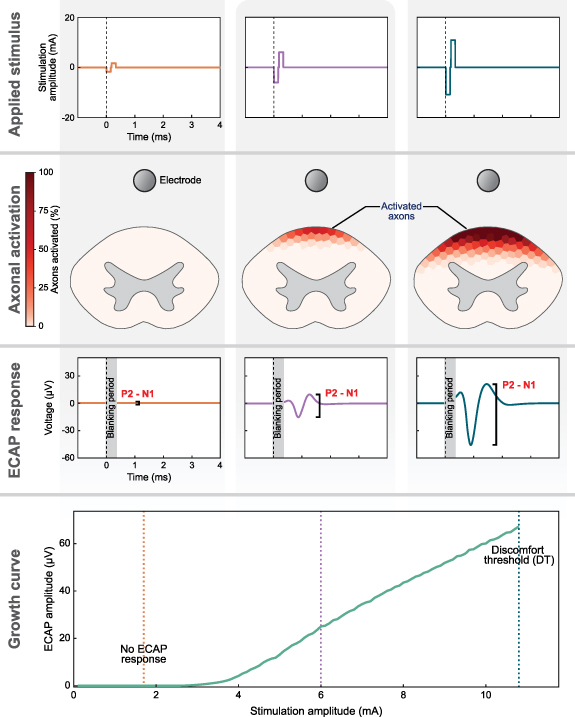 Evoked compound action potentials during spinal cord stimulation ...