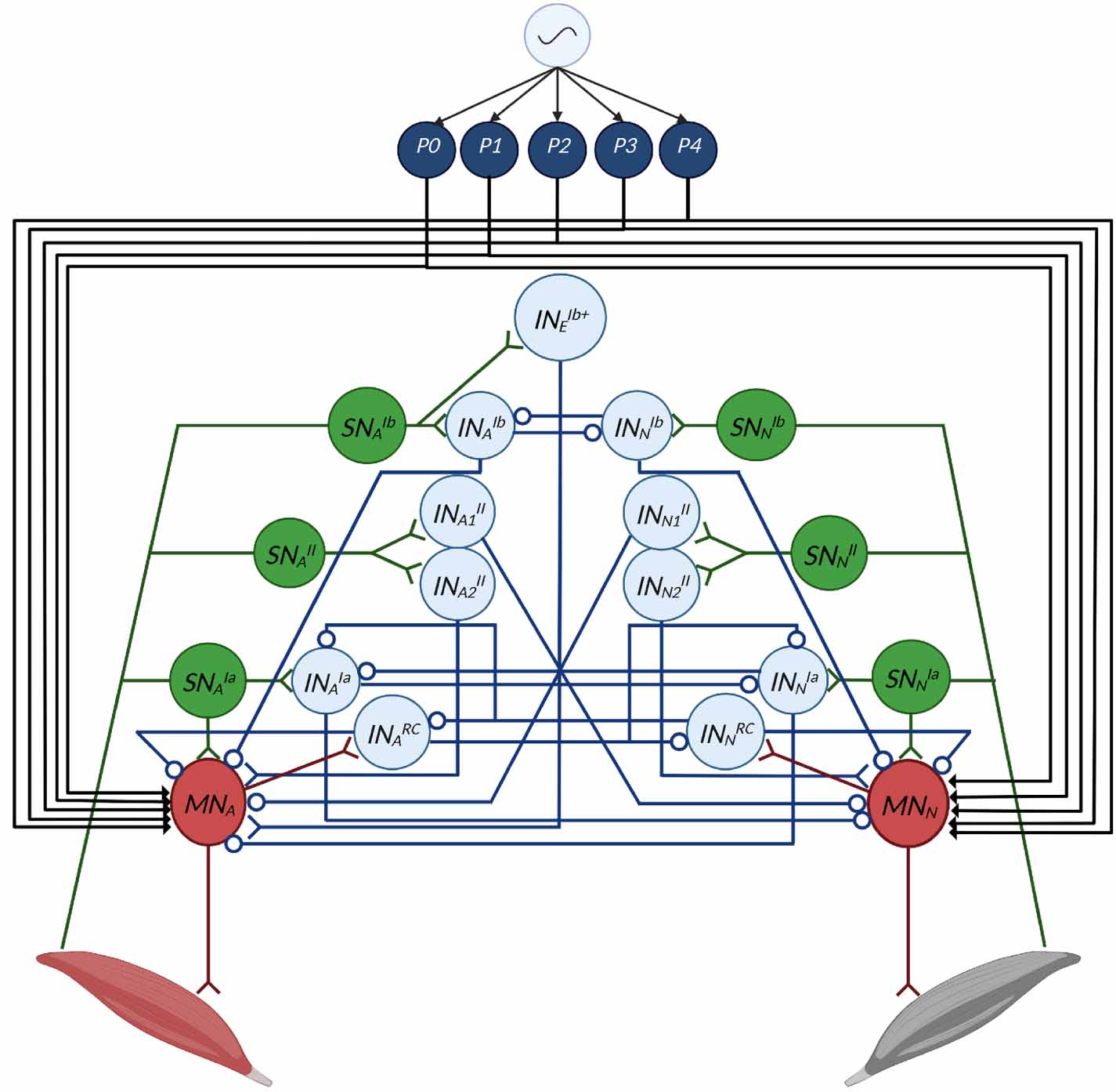 Investigating the roles of reflexes and central pattern generators in ...