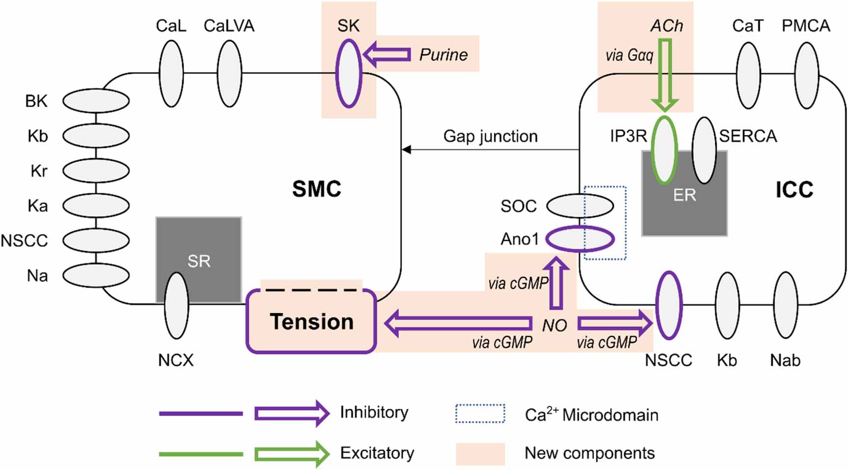 Neural regulation of slow waves and phasic contractions in the distal ...