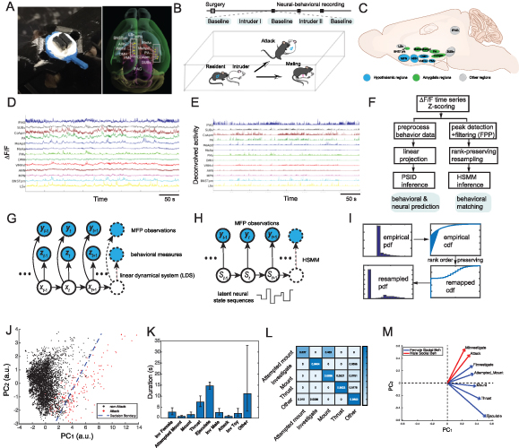 Identifying behavioral links to neural dynamics of multifiber ...