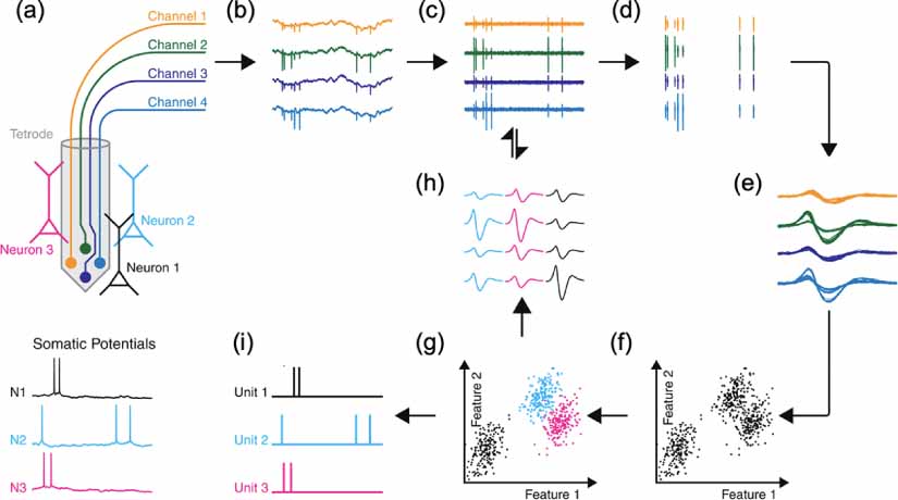 Deep learning-based spike sorting: a survey - IOPscience