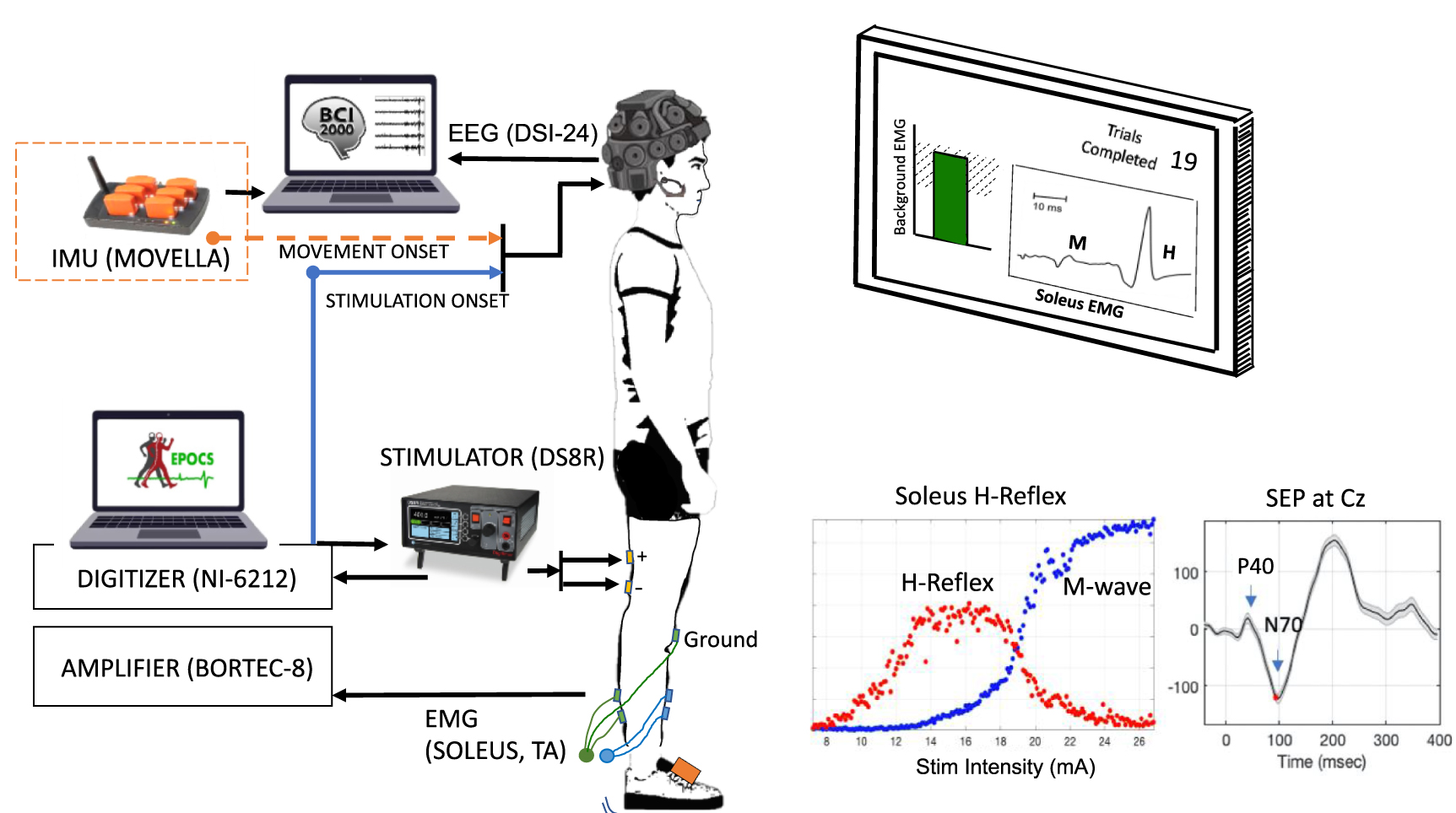 Frequency dependence of cortical somatosensory evoked response to ...