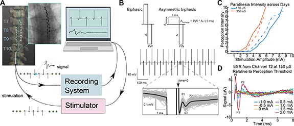Feature extraction and prediction of spinal cord stimulation evoked ...