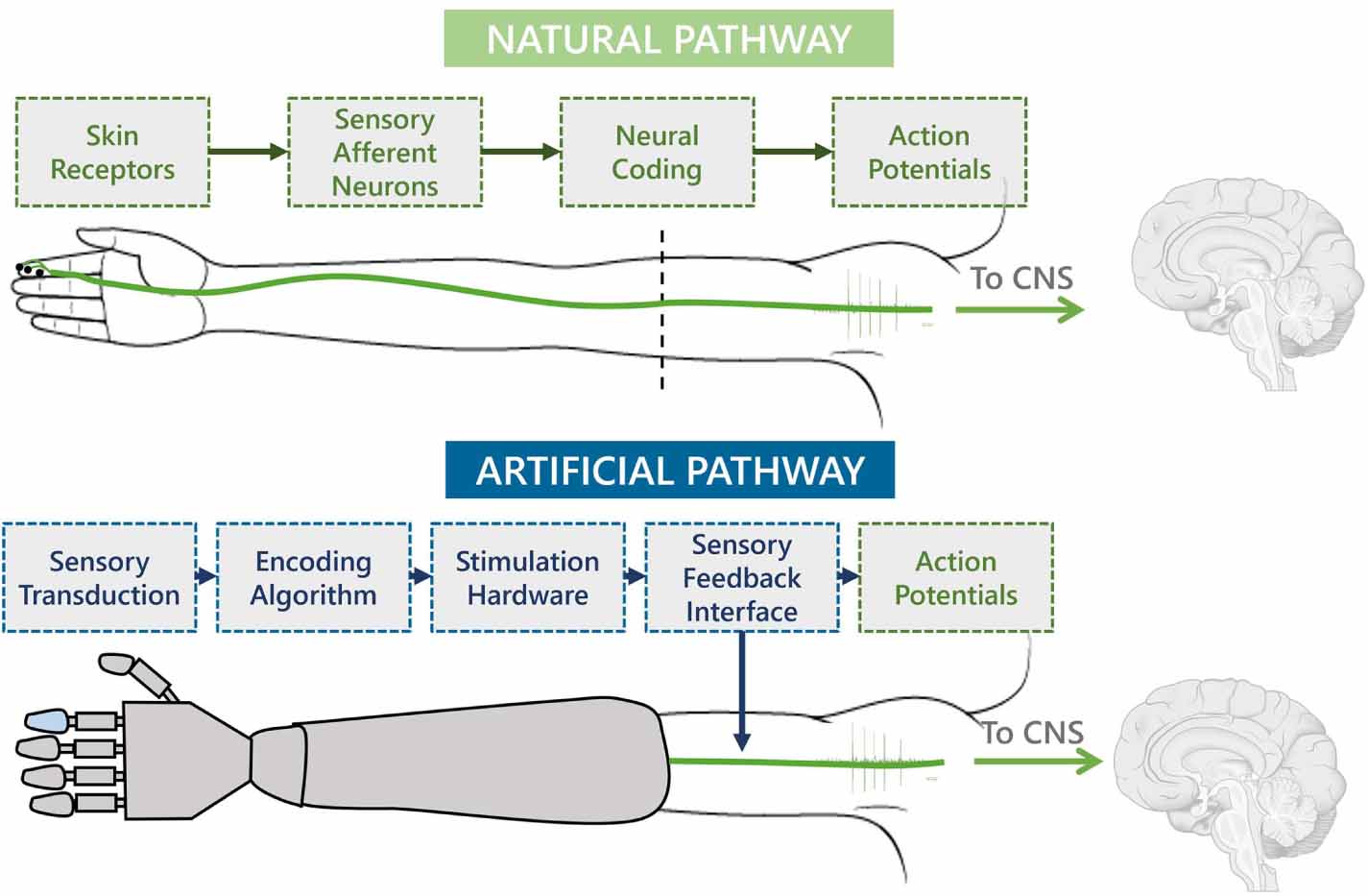 Encoding algorithms for somatotopic restoration of somatic sensations ...