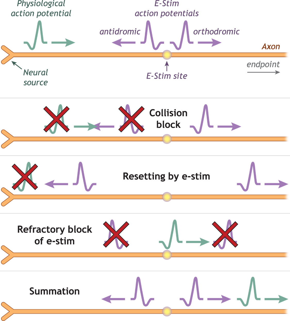 Physiological activity within peripheral nerves influences neural ...