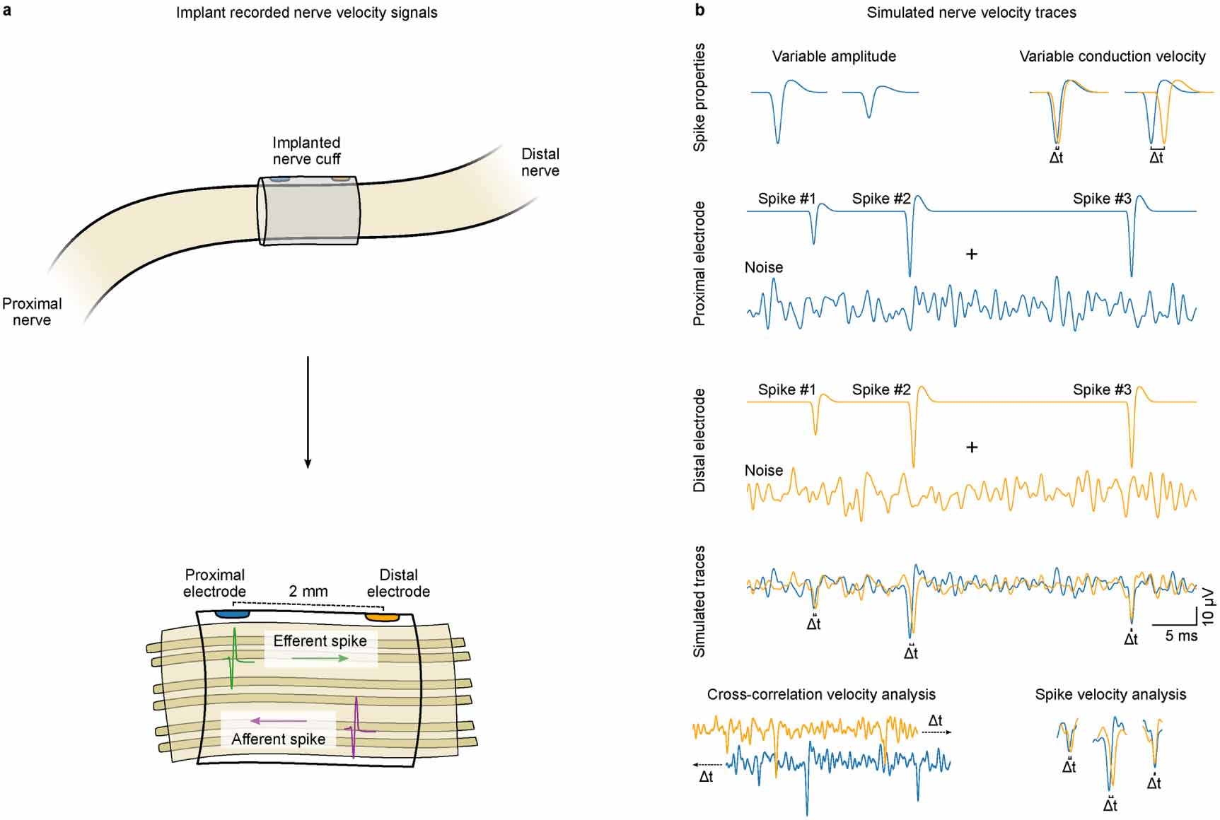 Development of novel signal and spike velocity analysis tools in ...