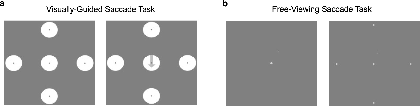 Decoding saccadic eye movements from brain signals using an ...