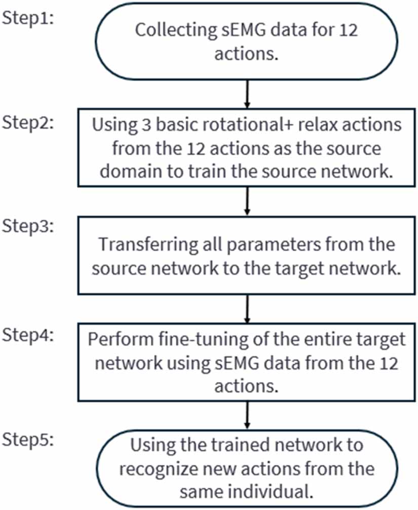 CS-Net: convolutional spider neural network for surface-EMG-based ...