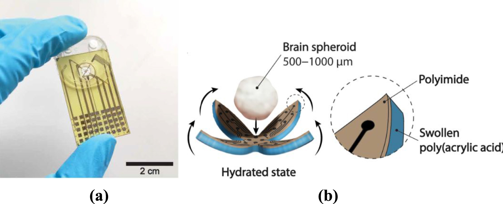 Deployable electrode arrays for brain interfaces: structural ...