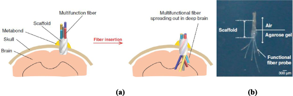 Deployable electrode arrays for brain interfaces: structural ...