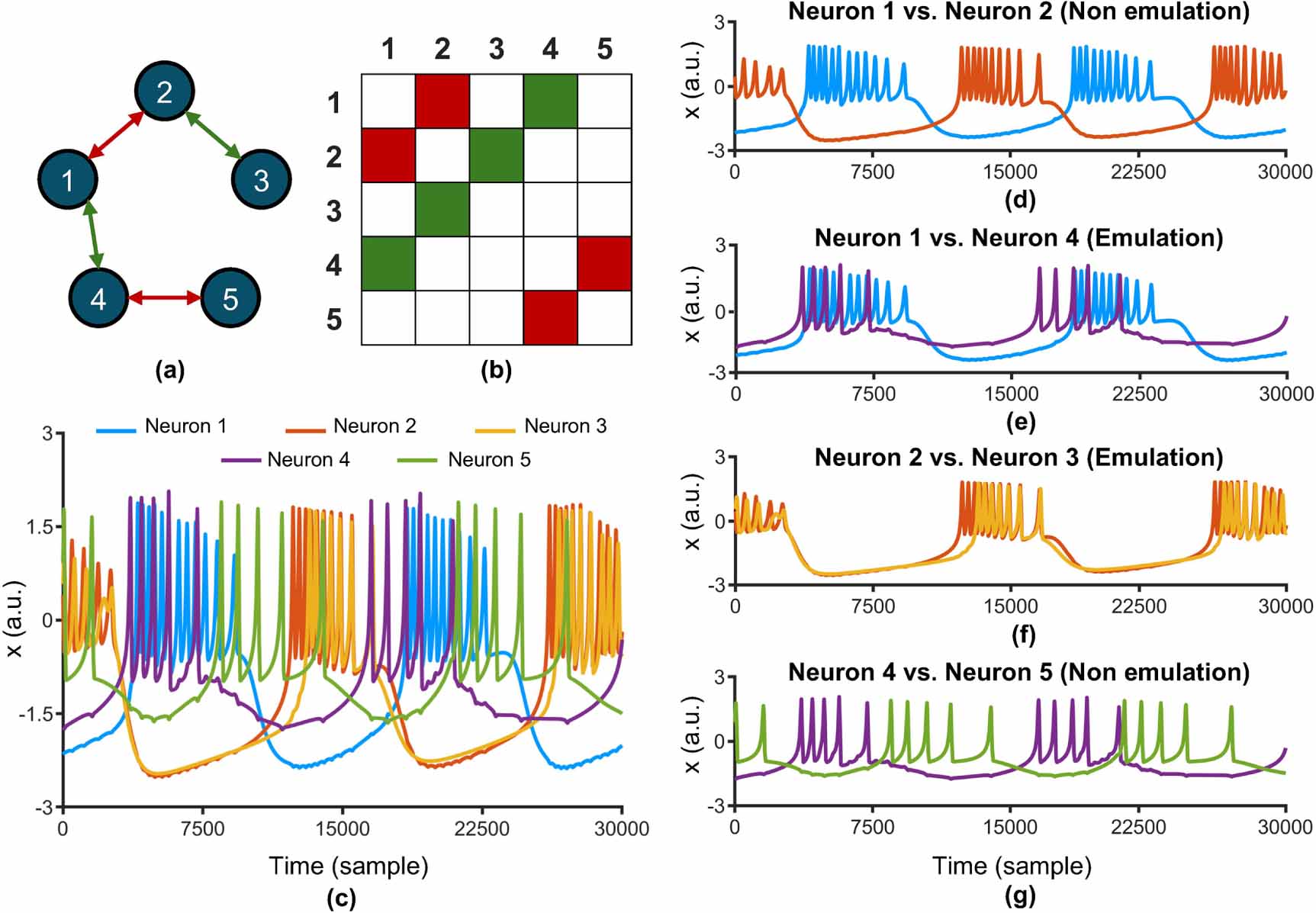A computational framework combining neuronal dynamics and evolutionary ...