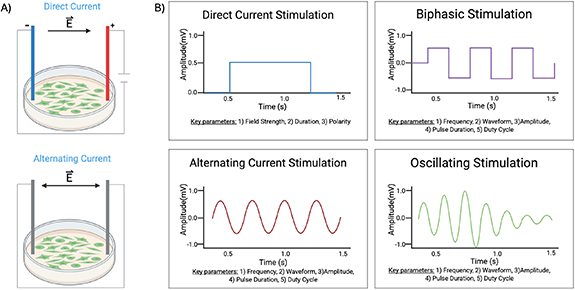 The effects of electrical stimulation on neurons and glia of the ...