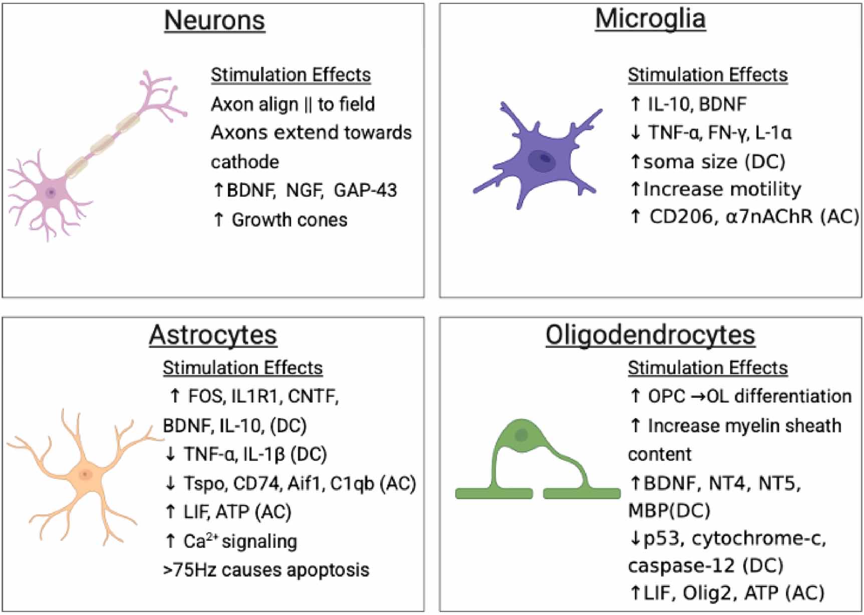 The effects of electrical stimulation on neurons and glia of the ...