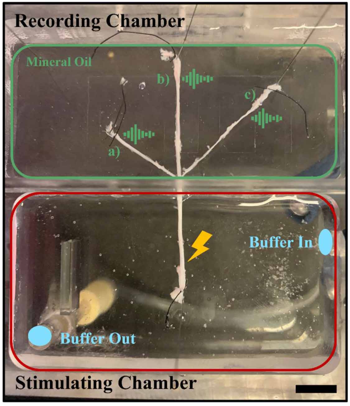 Neuromodulation of a peripheral nerve using fully polymeric cuff ...