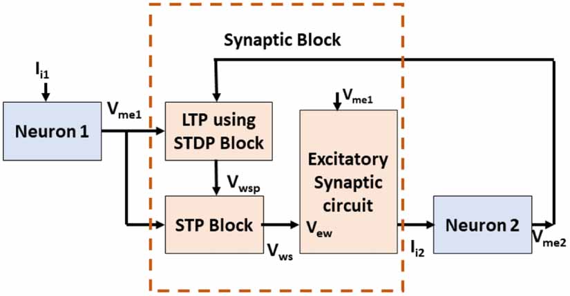 Incorporating a variety of synaptic dynamics in neuromorphic hardware ...