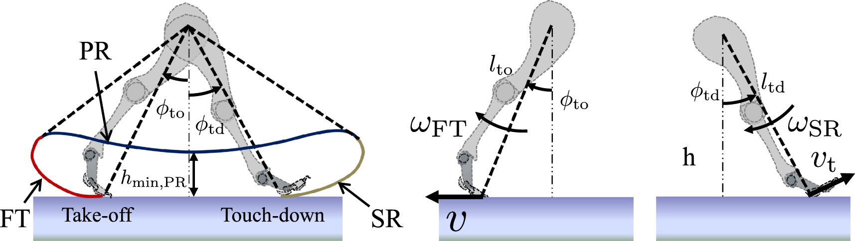 Quadrupedal galloping control for a wide range of speed via vertical ...