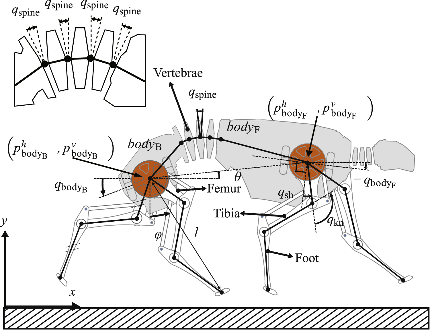 Quadrupedal galloping control for a wide range of speed via vertical ...