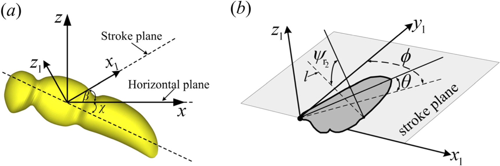 Wing and body kinematics of forward flight in drone-flies - IOPscience