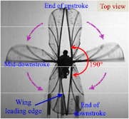 Design and stable flight of a 21 g insect-like tailless flapping wing ...